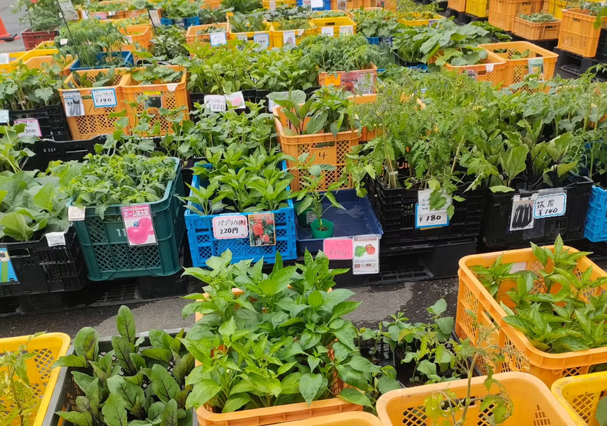 初夏の野菜苗